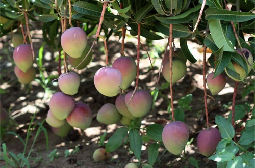 Image result for images of Baringo North Sub-County mangoes and banana farms