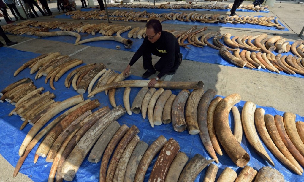 Thai Govenment Official inspects ivory shipped from Mombasa Photograph: Pornchai Kittiwongsakul/AFP/Getty Images