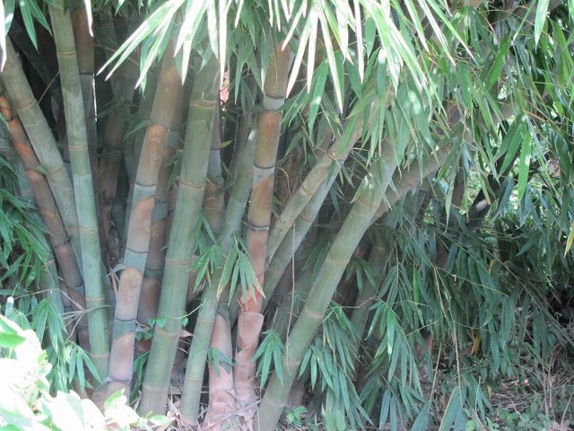 A Giant Bamboo plant at a farm in Njoro. The bamboo can be used to reclaim polluted rivers. [Photo: Njenga Hakeenah]