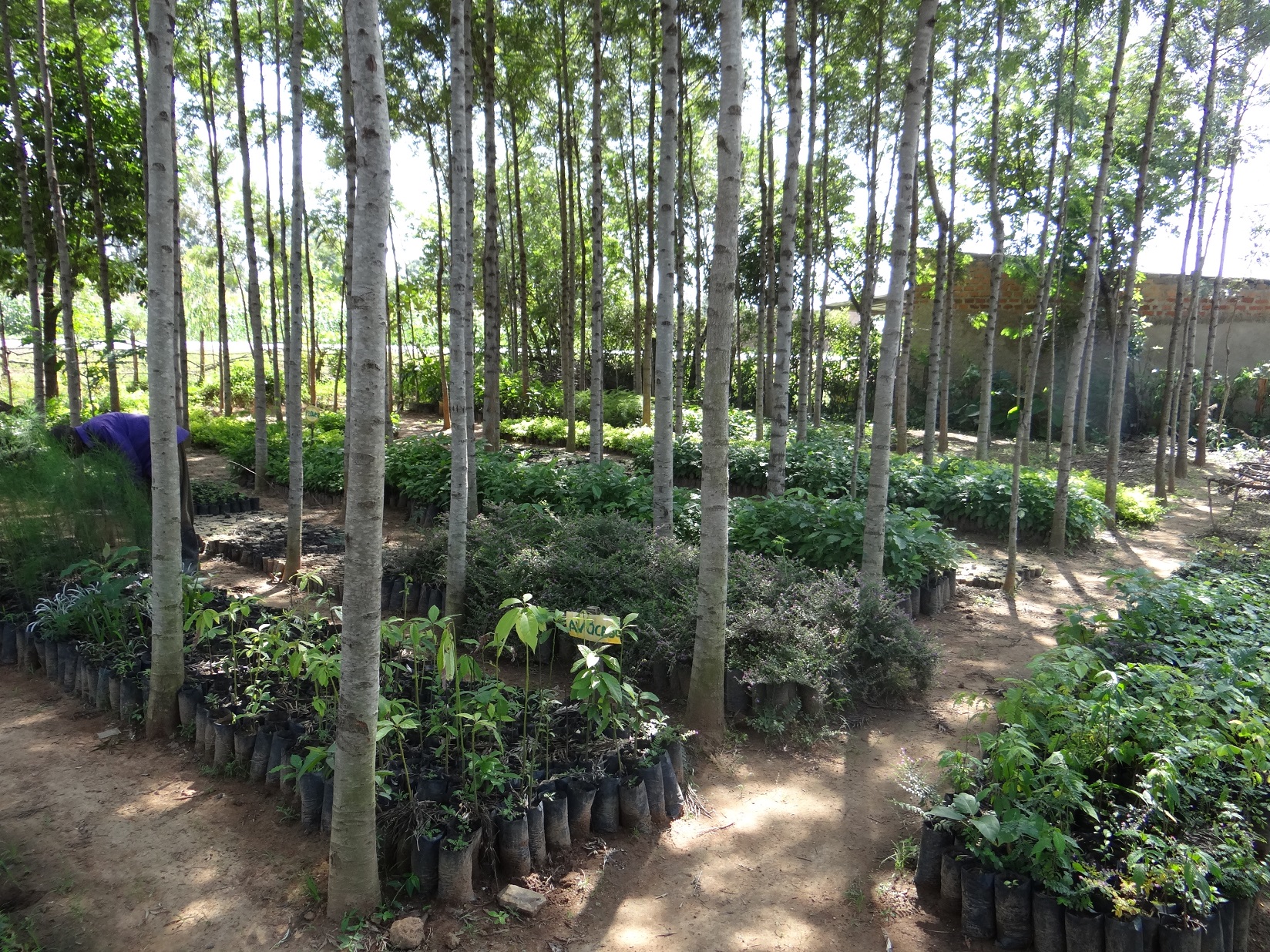 Some of the seedlings Weboya grows among them eucalyptus, grevillea, cypress and medicinal tree seedlings such as aloe vera and neem tree (Muarubaini). [Photo: Njenga Hakeenah]