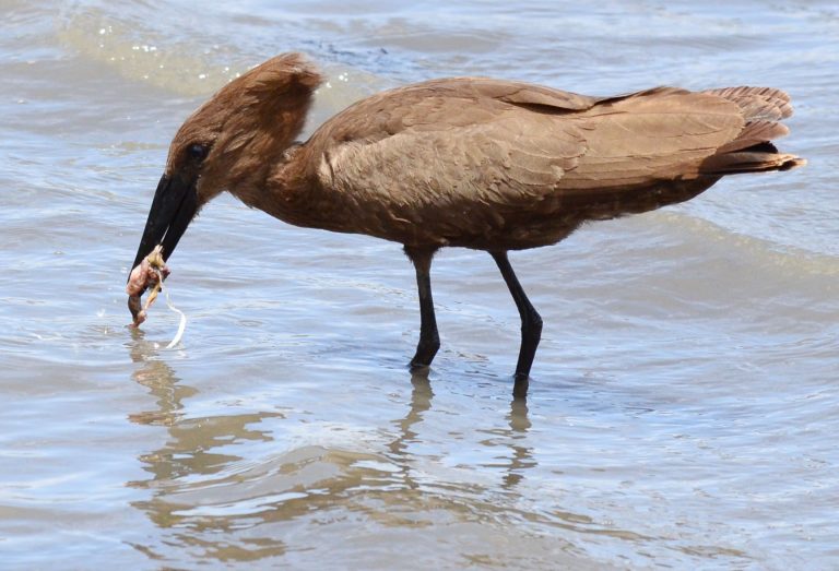 Dangerous Meal: Reflections of a Nature Photographer