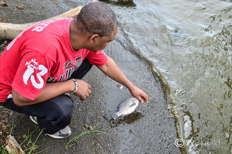 NEMA Shifts Blame on Protecting Lake Victoria and Lake Nakuru