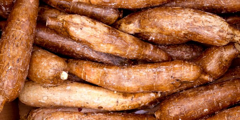 Kenya first country globally to approve genetically modified cassava