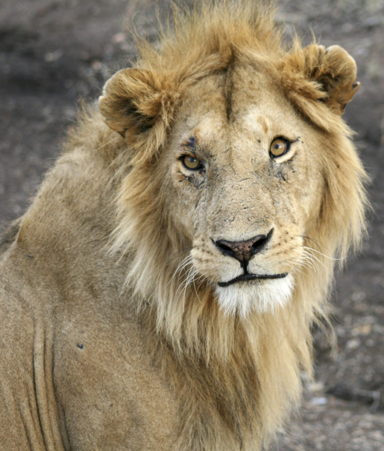 End wildlife trade to save the African lion