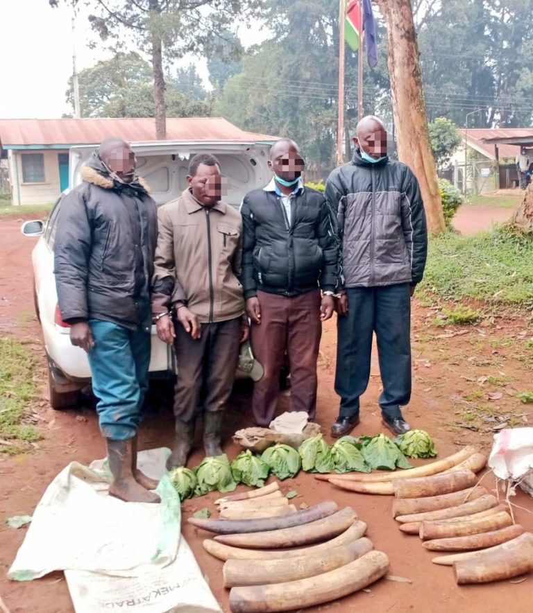 Police seize elephant tusks worth Ksh. 10 million in Muranga