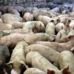 SUNDAYMIRROR-PRODUCTION-25-6-2017-Hogwood-Farm-ed