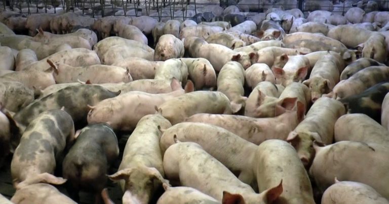 Poor pig handling leading to low quality pork on our tables -study